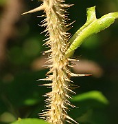 IMG_7046