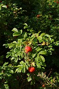 IMG_7048