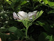 IMG_7826