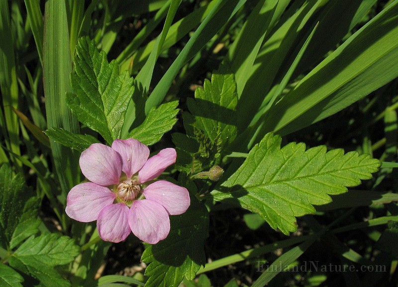 Rubus_arcticus3.jpg