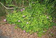 Rubus_arcticus1