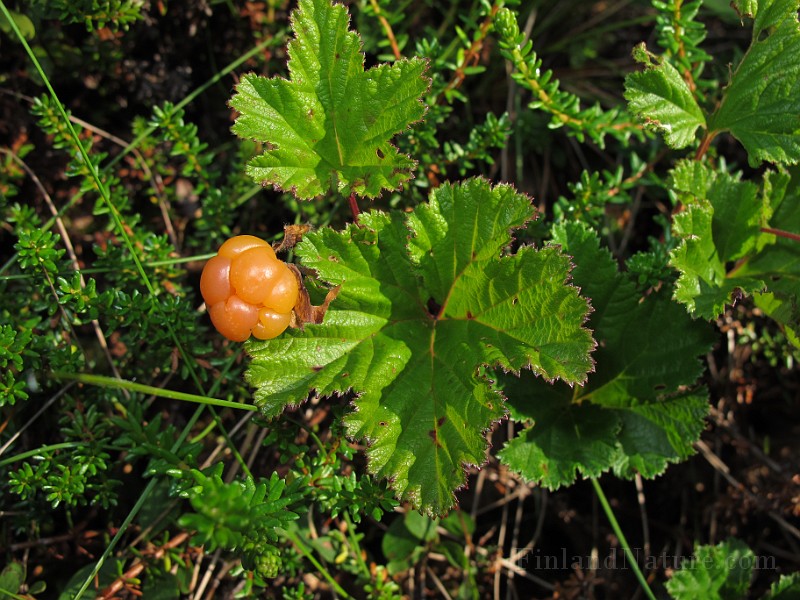 IMG_8206.JPG