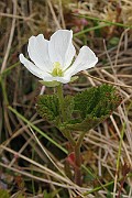 Rubus_chamaemorus4