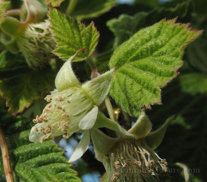 Rubus_idaeus1.jpg