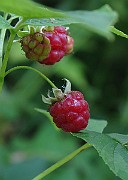 IMG_3267