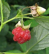 IMG_3555