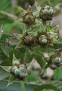 IMG_6752