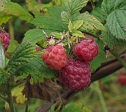 IMG_9336