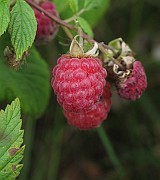 IMG_9337