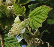 Rubus_idaeus1