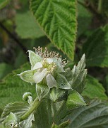 Rubus_idaeus2