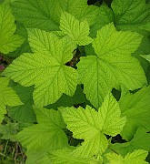 IMG_6547