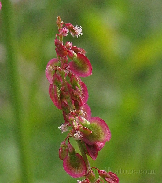 IMG_6301c.jpg