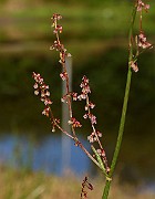 IMG_1006