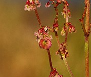IMG_1010