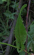 IMG_1513