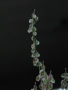 IMG_1517