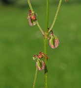 IMG_3799