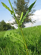 IMG_3801