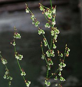 IMG_7142
