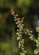 IMG_7188b