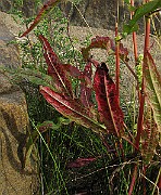 IMG_4657