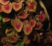 IMG_2630