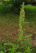 IMG_6382