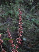 IMG_0371