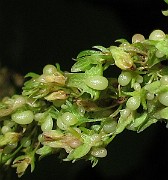 IMG_0380