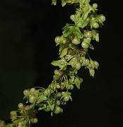 IMG_0383