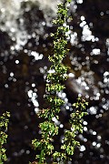 IMG_2588