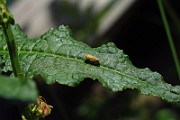 IMG_2593