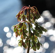 IMG_8890
