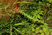 IMG_6300