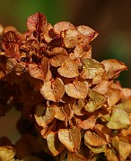 IMG_6305