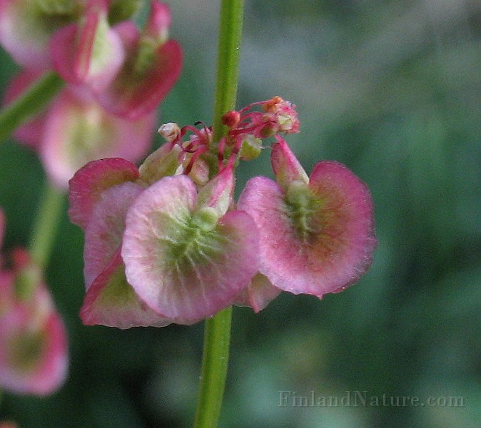 Oxyria_digyna2.jpg