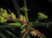 IMG_4390