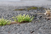 IMG_1115