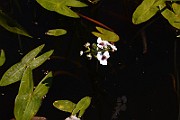 IMG_0937