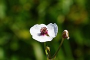 IMG_0946