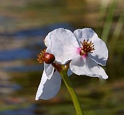 IMG_1424s