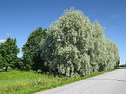 IMG_8021