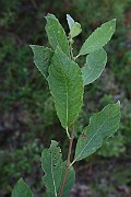 IMG_7344