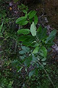 IMG_7106