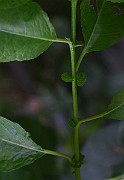 IMG_7108