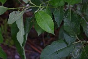 IMG_7109