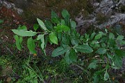 IMG_7110