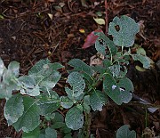 IMG_6803