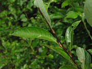 IMG_2069